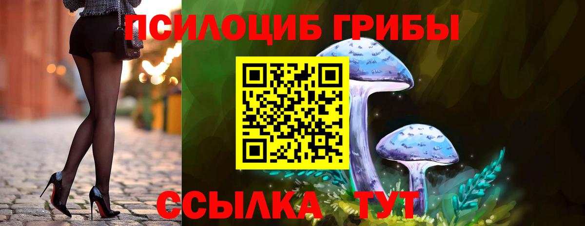 Псилоцибиновые грибы Psilocybe Вязники